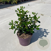 Escallonia 'Iveyi' 20-25 cm 2,0L