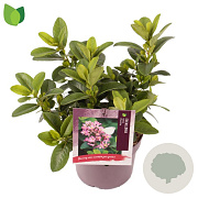 Escallonia laevis Pink Elle 20-25 cm 2,0L