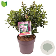 Escallonia laevis Pink Elle 30-40 cm 10L