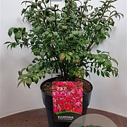 Euonymus alat. 'Compactus' 50-60 cm 10L