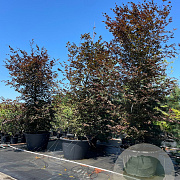 Fagus syl. 'Atropunicea' 450-500 cm cont. 500L