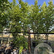 Fagus sylvatica 14-16 cm cont. 80L