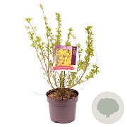 Forsythia int. Minigold 60-80 cm 7,5L