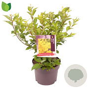Forsythia int. Week-End 30-40 cm 3,0L