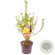 Forsythia int. Week-End 60-80 cm 7,5L