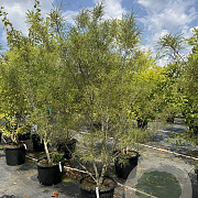 Fraxinus e. 'Aspleniifolia' 175-200 cm cont. 150L meerstammig