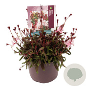 Gaura l. Gaudi Rose GM 2,0L