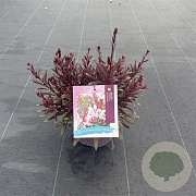 Gaura l. Gaudi Rose GM C5
