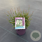 Gaura l. Gaudi White GM C5