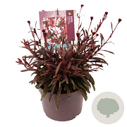 Gaura l. Gaudi Pink GM 2,0L