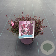 Gaura l. Gaudi Pink GM C5