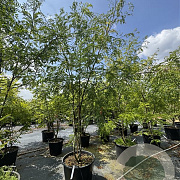 Gleditsia triac. 'Skyline' 250-275 cm cont. 150L meerstammig