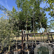 Gleditsia triac. 'Sunburst' 12-14 HO cont. 110L