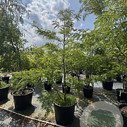 Gleditsia triac. 'Sunburst' 250-300 cm cont. 130L
