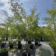 Gleditsia triac. 'Sunburst' 300-350 cm cont. 110L