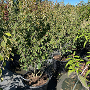 Hamamelis int. 'Arnold Promise' 100-125 cm 50L