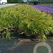 Hakonechloa macra GM P9