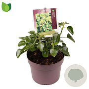 Hedera hib. 'Arbori Compact' 25-30 cm 3,0L