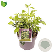 Hedera hel. 'Arborescens' 30-40 cm 5,0L