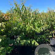 Heptacodium miconioides 150-175 cm cont. 80L meerstammig