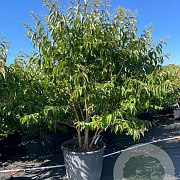 Heptacodium miconioides 175-200 cm cont. 150L meerstammig