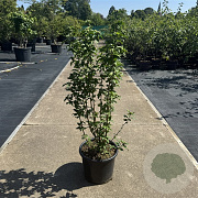 Hibiscus syr. 'Ardens' 80-100 cm 15L