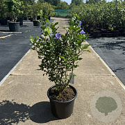 Hibiscus syr. 'Marina' 80-100 cm 15L