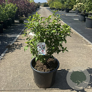 Hibiscus syr. 'Monstrosus' 60-80 cm 15L