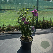 Hibiscus syr. 'Woodbridge' 60-80 cm 15L