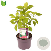 Hydrangea a. 'Annabelle' 25-30 cm 2,0L