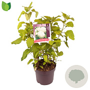 Hydrangea a. 'Annabelle' 60-70 cm 7,5L