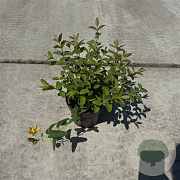 Hypericum 'Hidcote' 30-40 cm P13