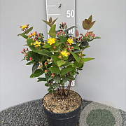 Hypericum i. Magical Red 40-50 cm 5,0L