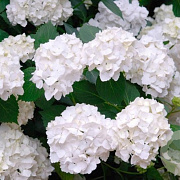 Hydrangea m. 'Mme E. Mouillère' 30-40 cm 2,0L