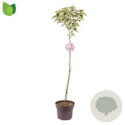 Hydrangea pan. Fraise Melba 80 cm stam 5,0L