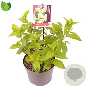 Hydrangea pan. 'Limelight' 20-30 cm 2,0L