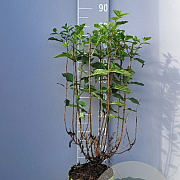 Hydrangea pan. 'Limelight' 50-60 cm 5,0L