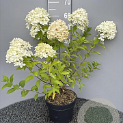 Hydrangea pan. 'Limelight' 50-60 cm 5,0L