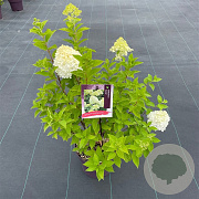 Hydrangea pan. 'Limelight' 50-60 cm 7,5L
