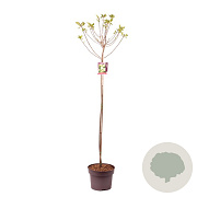 Hydrangea pan. 'Limelight' 80 cm stam 5,0L
