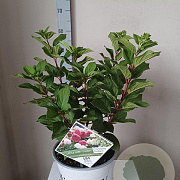 Hydrangea pan. Little Lime Punch 30-40 cm 5,0L