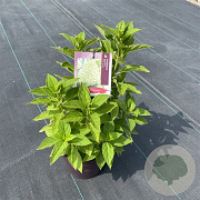 Hydrangea pan. Little Spooky 20-25 cm 2,0L
