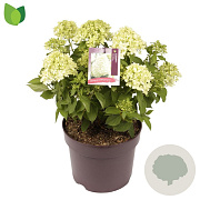 Hydrangea pan. Little Spooky 30-40 cm 7,5L