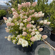 Hydrangea pan. 'Phantom' 100-120 cm 30L