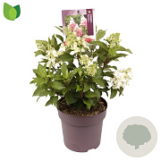 Hydrangea pan. Pinky Winky 40-50 cm 10L