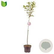 Hydrangea pan. Vanille-Fraise 80 cm stam 5,0L