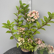Hydrangea pan. 'Wim's Red' 60-80 cm 5,0L