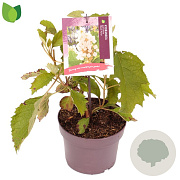 Hydrangea querc. 'Black Porch' 30-40 cm 3,0L