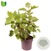 Hydrangea querc. 'Black Porch' 40-50 cm 10L