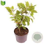 Hydrangea querc. 'Sike's Dwarf' 30-40 cm 3,0L